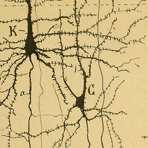 Dibujo neuronas Cajal